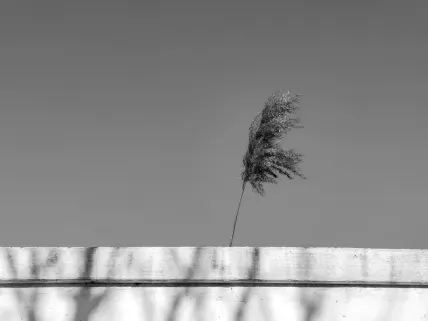 Kasyno Napoli Aplikacja mobilna